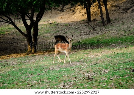 Photo of young deer in the wild forest wildlife. Deer in nature. Green meadow and forest in the background.