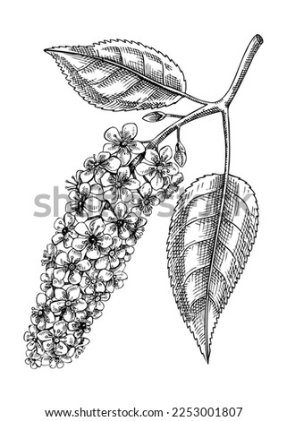 Bird cherry blossom sketch in engraved style. Flowering branch with flowers and leaves. Black contoured hackberry drawing. Botanical vector illustration of spring tree isolated on white background Royalty-Free Stock Photo #2253001807