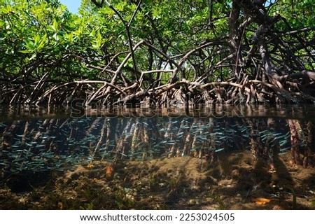 Mangrove habitat split view over and under water surface, foliage with roots and shoal of fish underwater, Caribbean sea, Central America Royalty-Free Stock Photo #2253024505