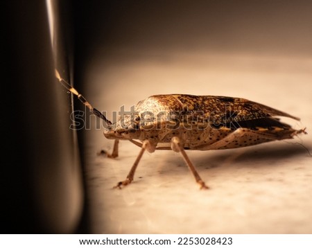 bedbug in front of the light