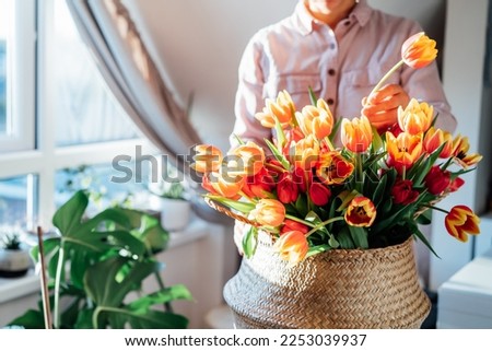 No face woman taking flower from bunch of fresh tulips in wicker basket at home. Making spring bouquet. Woman arranges bouquet of tulips at home. Flowers delivery. Soft selective focus. Copy space.