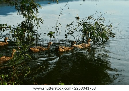 Ducks are swimming the river