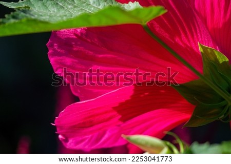 Hibiscus rosa-sinensis, the Chinese rose, is only semi-hardy, so it is often grown as a summer bedding flower.