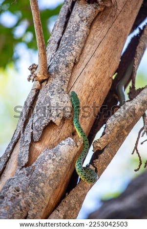 Little green snake on the tree 