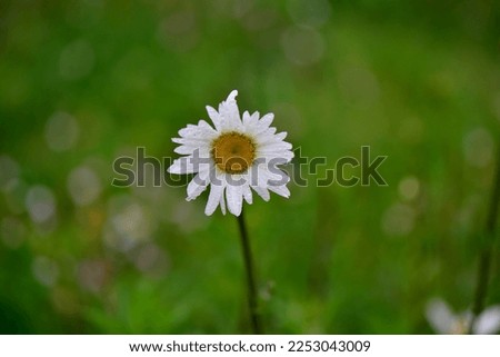 the beautiful daisy in garden