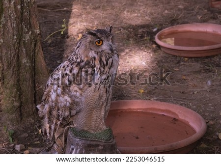 Picture of an owl taken at the Medieval festival of Santa Maria da Feira.