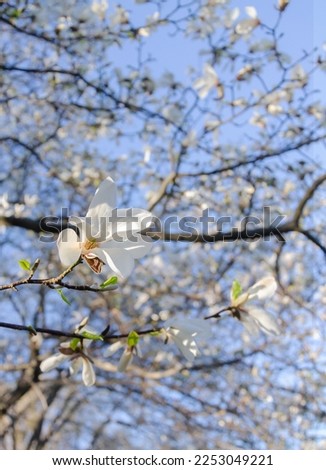 Branch of white flowers and  buds of the kobus magnolia native to Japan and Korea in spring against the sky
