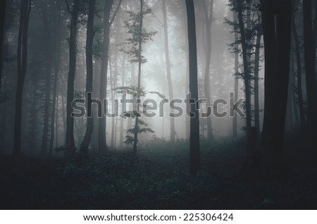 dark misty forest in soft light