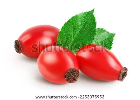 Rose hip isolated on a white background with full depth of field