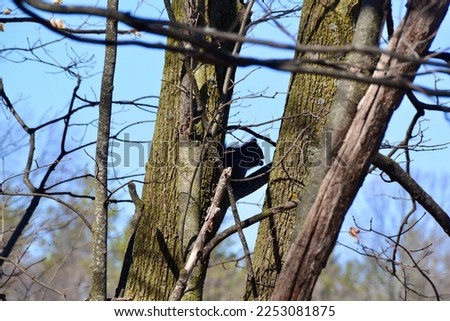 Black Eastern grey squirrel (Sciurus carolinensis) along Hickling Recreational Trail during Spring