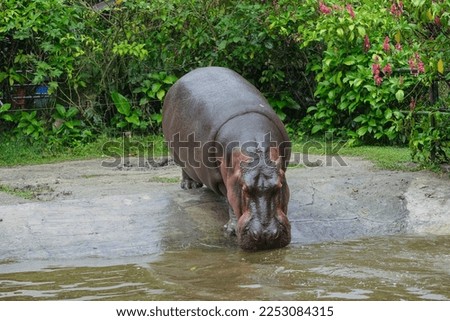 Hippopotamus amphibius at the zoo going to water. Sad and unhappy animals at the zoo. Selective focus.