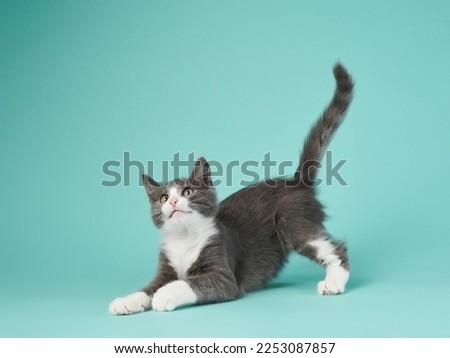 gray and white kitten play on a mint background. young cute cat in the studio Royalty-Free Stock Photo #2253087857