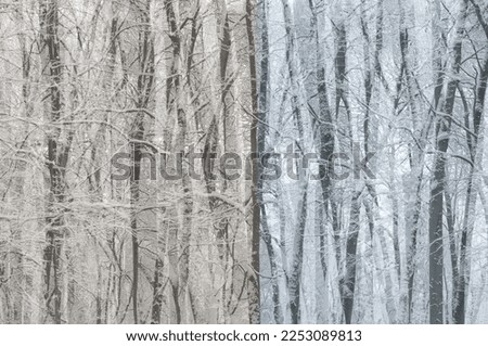 Double exposure of winter forest. Abstract monochrome background.