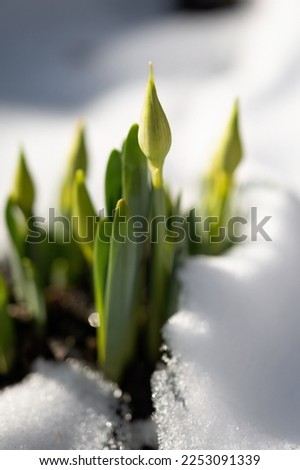 Early spring narcissus daffodil flower growing in the snow.