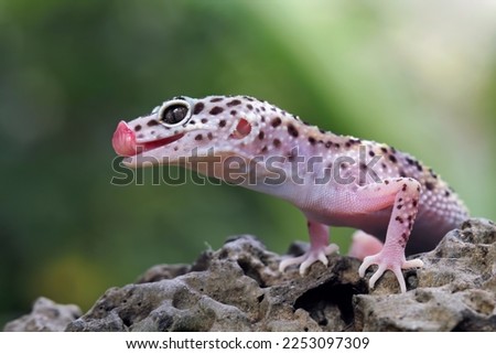 Leopard gecko lizards on the rock, cute lizards that are easy to care for, gecko tongue, eublepharis macularius, animal closeup