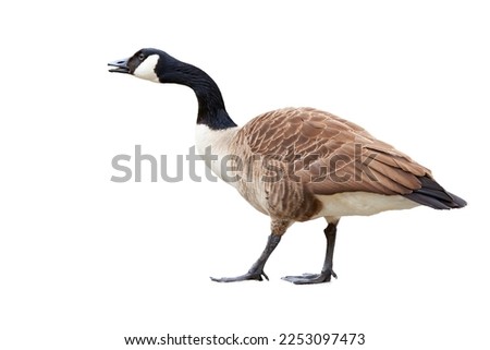 Canada Goose isolated ( Branta Canadensis ) Royalty-Free Stock Photo #2253097473