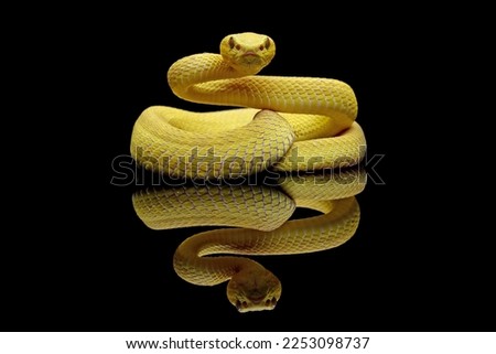 Yellow White-lipped Pit Viper isolated on black background, yellow viper snake reflections on black, Trimeresurus insularis