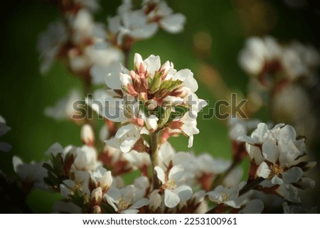 Cherry blossom on nature green background. Stock Photo