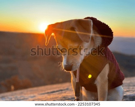 Bailey Dog Hiking Pictures Sunset and Snow