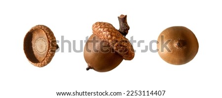 Acorns set isolated on a white background. Flat lay. Clipping path Royalty-Free Stock Photo #2253114407