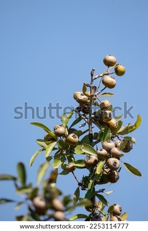 Pyrus spinosa Pyrus amygdaliformis the almond-leaved pear fruit tree.