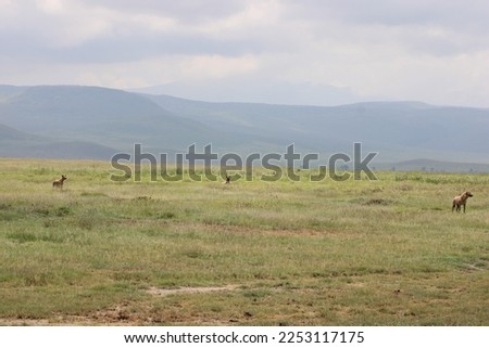 Hyena - Africa, Ngorongoro Crater