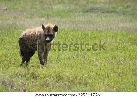 Hyena - Africa, Ngorongoro Crater