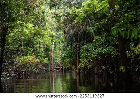 Scenes from Amazon Forest - Leaves, roots and trees