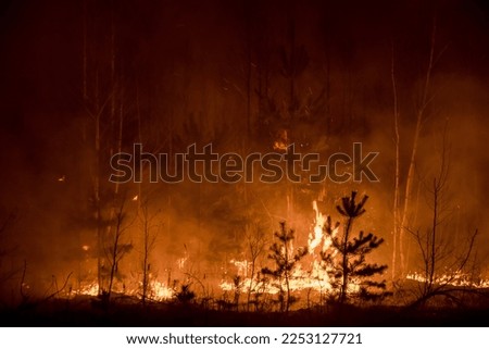 foci of a forest fire close-up