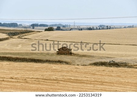 bales of hay in a field, photo as a background, digital image