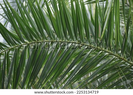 Palm leaves on the right side of the frame in the plain clear sky blue background with copy space, creative summer design, template. Frame from date palms trees branch with lush green leaves