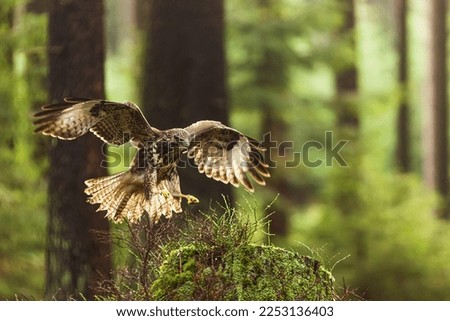 female common buzzard (Buteo buteo) on landing on a stump