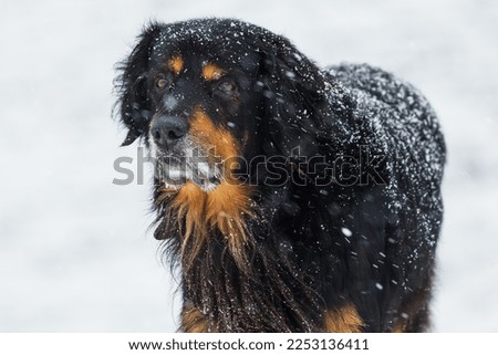 male black and gold Hovie dog hovawart it's snowing heavily Royalty-Free Stock Photo #2253136411
