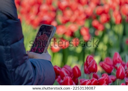 Selective focus of a men taking picture of the flowers with mobile phone, Tulips (Tulipa) are a genus of spring-blooming perennial herbaceous bulbiferous geophytes, National tulip day in Netherlands.