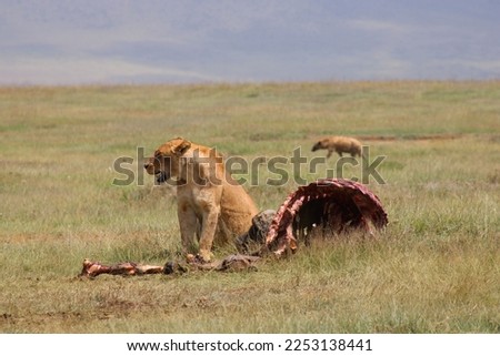 Lion and Hyena - Africa, Ngorongoro Crater