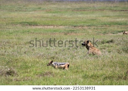 Hyena and Jackal - Africa, Ngorongoro Crater