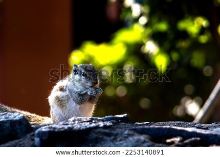 Photo of Squirrel eating nuts 