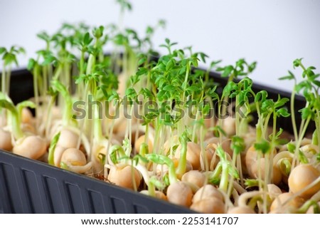 Close-up of peas microgreens with seeds and roots. Sprouting Microgreens. Seed Germination at home. Vegan and healthy eating concept. Sprouted peas Seeds, Micro greens. Growing sprouts. Hydroponic. Royalty-Free Stock Photo #2253141707