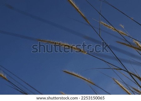 Grassland and Bluesky, Weeds, Cloudy Afternoon