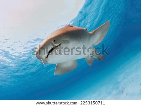 A magnificent mustachioed nurse shark with its accompanying pilot fish swims in the depths of the sea