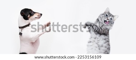 Portrait of jumping, happy puppy of Jack Russell Terrier and grey cat on white background. Free space for text. Wide angle horizontal wallpaper or web banner. 
