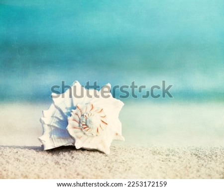 White seashell resting on the sand by the ocean.  Aqua blue beach photography.  Calming seaside art.