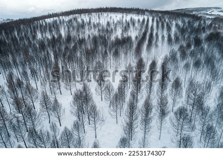 aerial view of a mountain burned by a forest fire, covered with snow in winter.