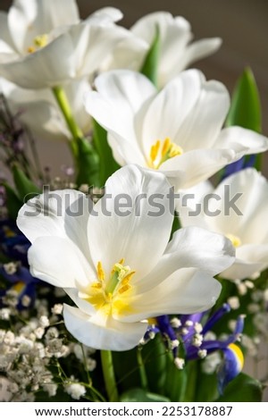A bouquet of white open tulips and purple irises. Composition of spring seasonal flowers. The petals are illuminated by the sun's. Vertical image