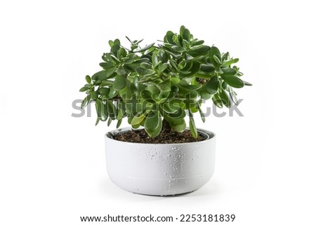 Money tree (Crassula ovata) succulent plant with thick leaves potted as decorative houseplant in a wide ceramic planter, isolated with small shadows on a white background, copy space, selected focus Royalty-Free Stock Photo #2253181839