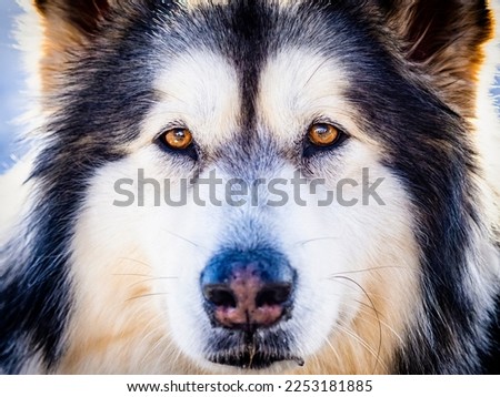 Alaskan malamute close-up of the head Royalty-Free Stock Photo #2253181885