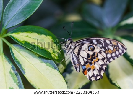 A beautiful large colorful butterfly in its natural habitat.
