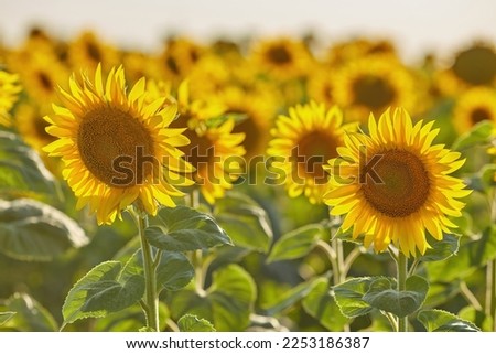 Sunflowers on a market and a little bumblebee. High quality photo. Selective focus
