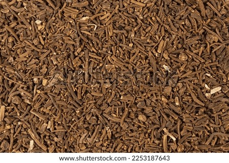Valerian herb root background. Macro photo. Close up. Shallow depth of field. Valeriana officinalis. used in herbal medicine as a tranquillizer and to treat insomnia, anxiety, hypertension, pain Royalty-Free Stock Photo #2253187643