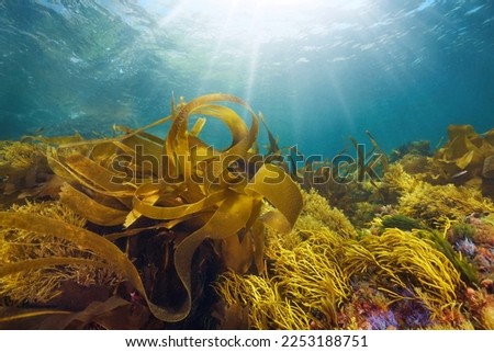 Kelp and others seaweeds with sunlight underwater in the ocean, Eastern Atlantic, Spain, Galicia Royalty-Free Stock Photo #2253188751